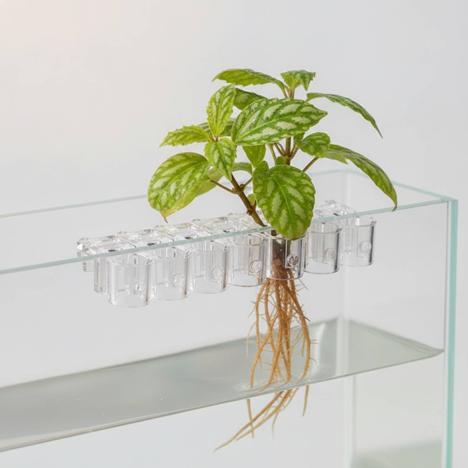 6 Pieces Aquarium Planter Clea - Aquarium Plant 评论和价格