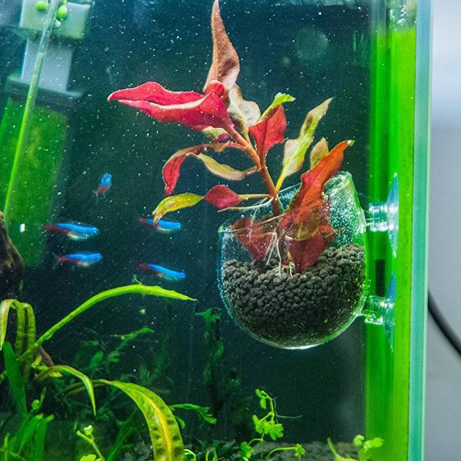 Aquarium Plant Holder Glass Aq - Planted Aquarium Maintenance 评论和价格