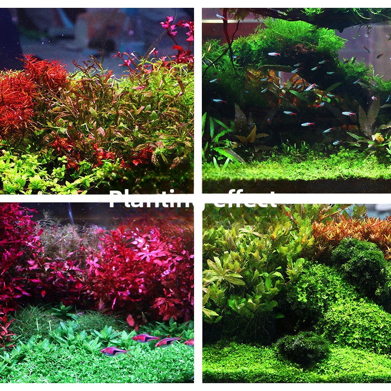 SYSENCIAGA Planted Aquarium Su - Planted Aquarium Fertilizer 评论和价格