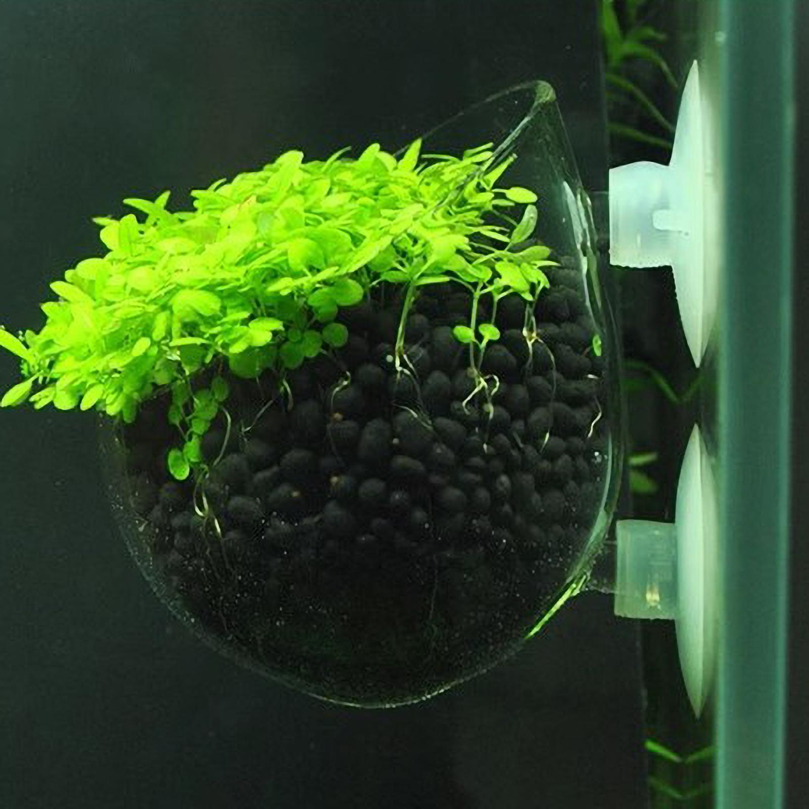 Aquarium Glass Plant Pot with  - Planted Aquarium Maintenance 评论和价格