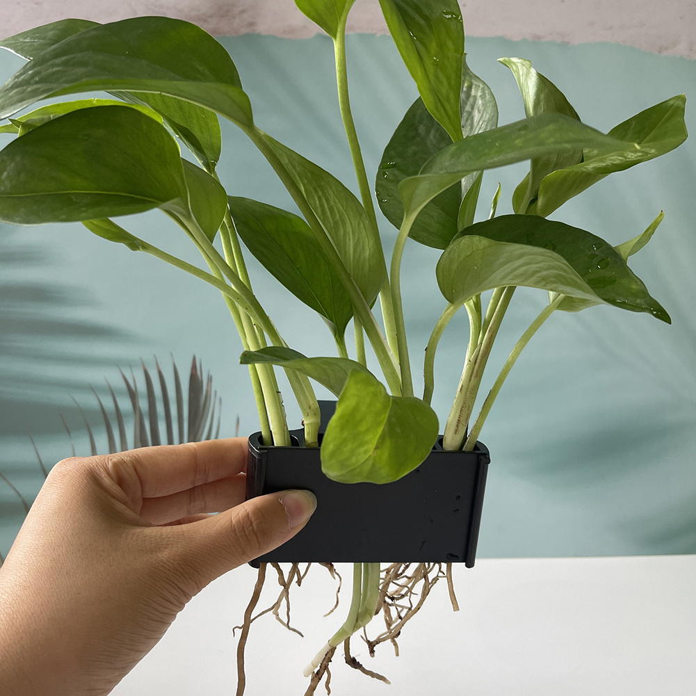 Aquarium Plant Holder with Han - Planted Aquarium Maintenance 评论和价格