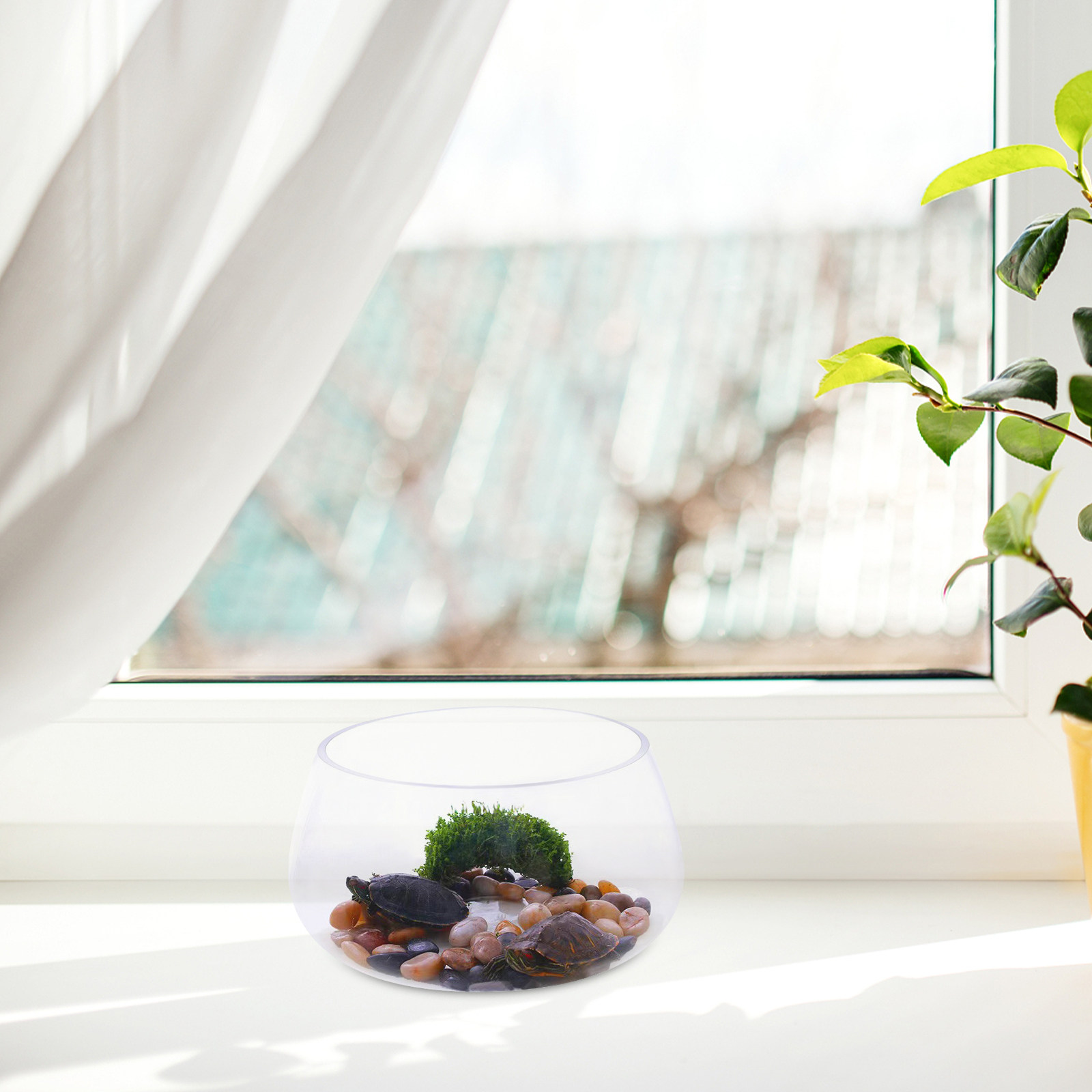 Round Clear Glass Mini Aquariu - Aquarium Planted Shop 评论和价格