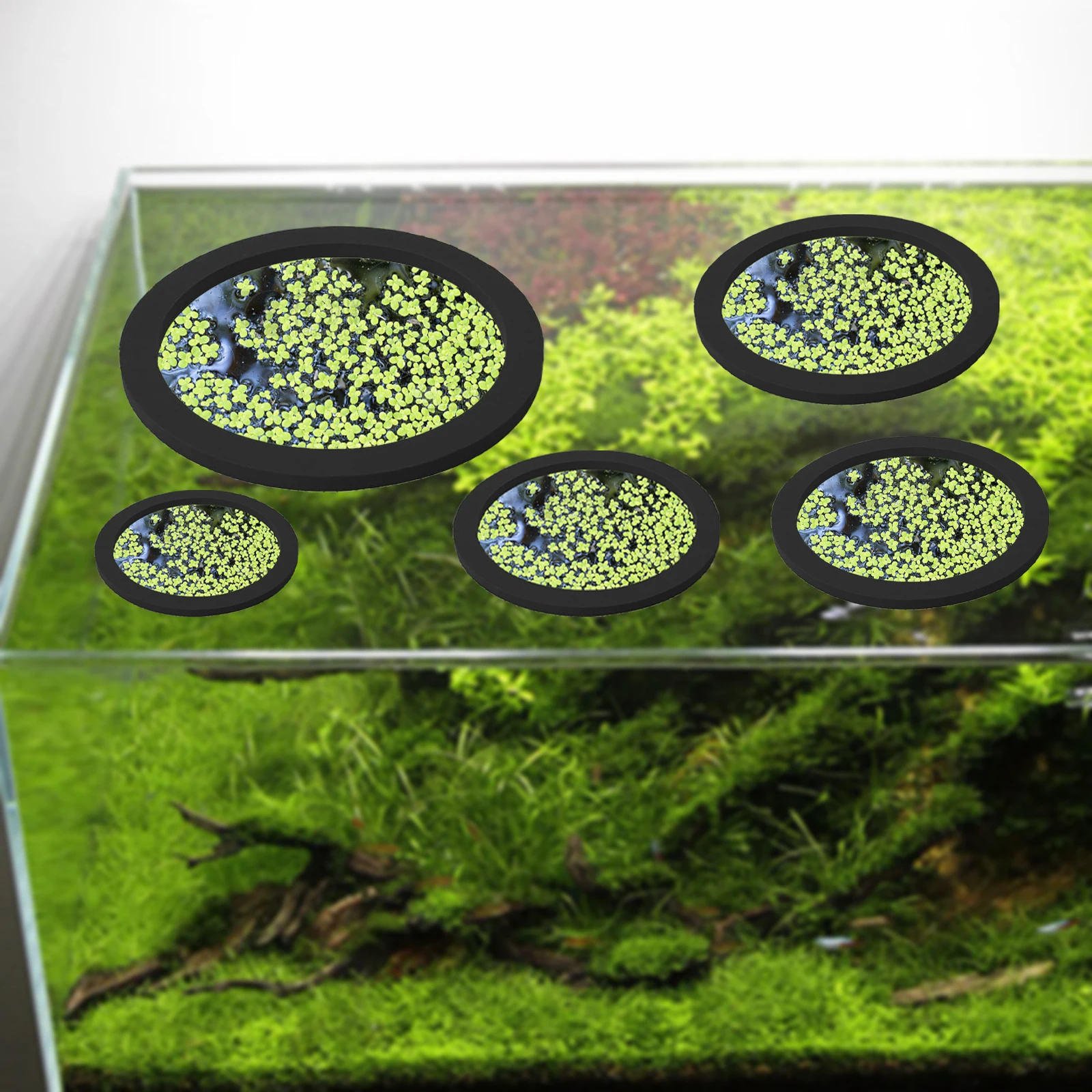 5Pcs EVA Fish Feeding Ring Aqu - Planted Aquarium Supplies 评论和价格