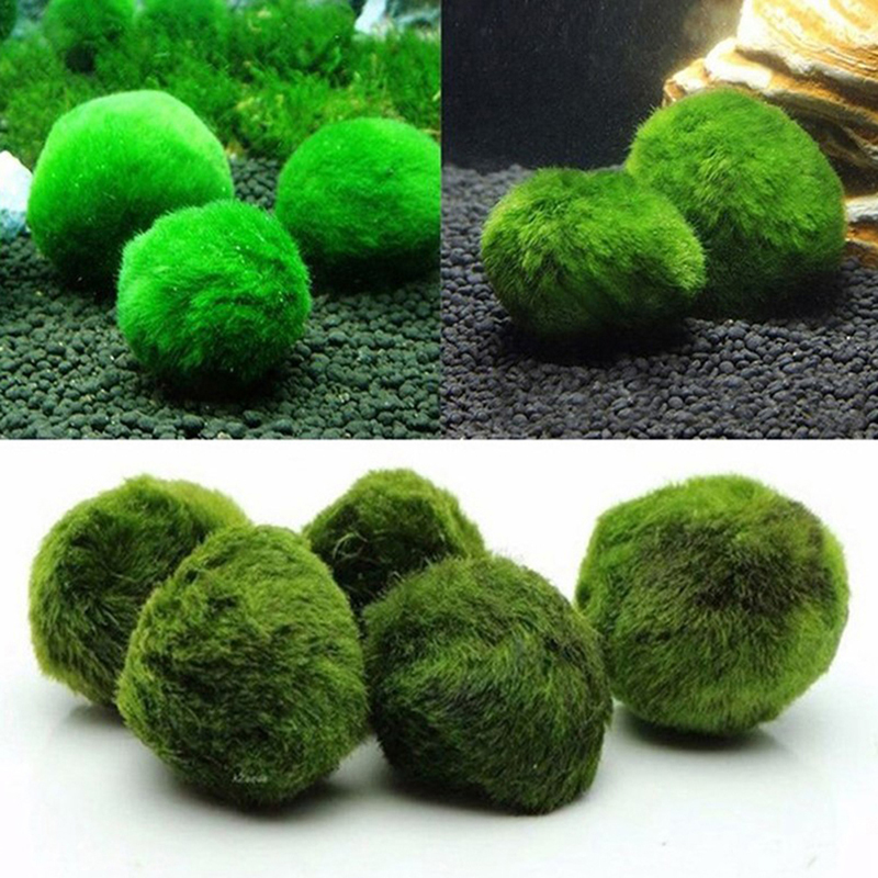 Marimo Moss Balls Live Aquariu - Planted Aquarium Maintenance 评论和价格