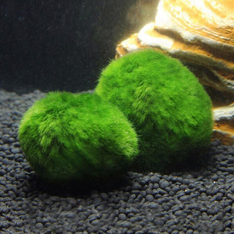 Marimo Moss Balls Live Aquariu - Planted Aquarium Maintenance 评论和价格