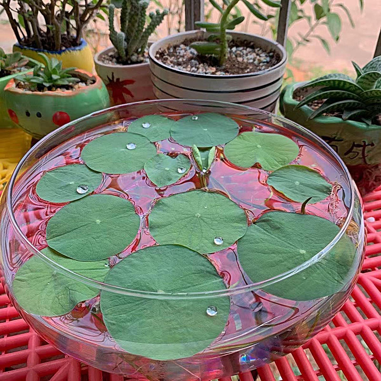 Fish Glass Bowl Glass Large Hy - Planted Aquarium For Goldfish 评论和价格